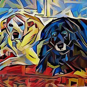 Meet your Posher, Dawn